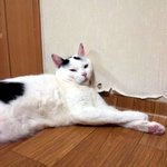 [냥판] <b>대두</b>김용배의 택배아저씨언제오세욤?