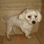 청주 <b>율량동</b> 말티즈 수컷 길잃은 강아지 주인 찾습니다.