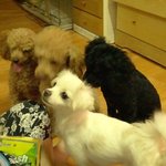 [有사진有] 개부자집 개님 이야기