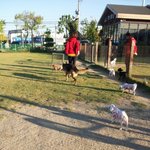 사진有 <b>개부</b>자집 애견카페가다