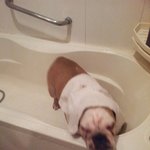 무섭지않아요 6탄 <b>불독</b>과 시츄이야기