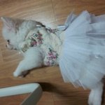 '엄마=세상'인 우리집 강아지