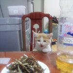 <b>멸치</b>주세요 ㅠ_ㅠ(사진)