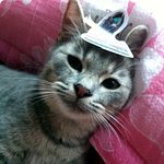 고양이 일기 1화 ~ 15화