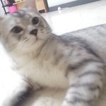 사진 有)우리집톰과제리-2(+동영상)추가