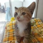 귀여운3개월된 고양이 <b>입양</b>하실분 찾아요