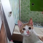 [냥판] <b>호기심</b> 넘치는 달이를 소개합니다~