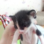 이쁜 코숏 아가들 분양합니다