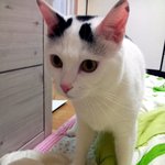 [냥판] 대두김용배의 엄마 저 할말있으쉬먀