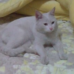 냥이 주인을 찾습니다!! (대신키워주실 분이라도..)