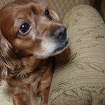 코코야 그거 알아?