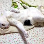 [냥판] 대두김용배의 꿈에서는 내가!!!
