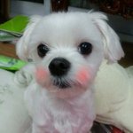 상콤이 <b>지섭</b>이를 보셨나요 반하실걸요