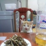 <b>멸치</b> 안줘서 삐진 고양이
