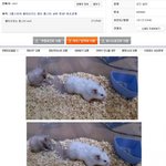 <b>이</b> 야동에나오는 <b>배우</b>이름좀