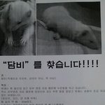 페릿을 찾습니다ㅠㅠ