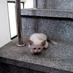 [냥판]길고양이 냥이를 소개해유 =οω  ο=