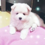 포메리안 콩이 성장기 사진 방출~