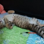 [냥이]부산냥이봉자