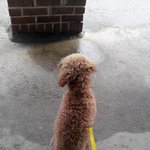 우리집 강아지 어떡하면좋죠