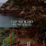 일본의 돌고래 학살 (사진有 / 수정)