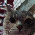 [김괭] 김고양이 스무번째