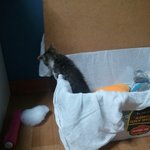 하수구에서 구조한 길냥이 우유 우쭈쭈 (= ㅅ =)