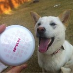 [가비두비16탄]사람인지 개인지 헷갈리는 똥꼬발랄우리집멍멍2들을...