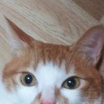 【4탄】울냥이 나비 주말 보내기