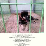 유기견을 돈벌이수단으로 이용하지 말아주세요(더욱많은사람이볼수있도록부탁드립니다)
