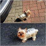 잃어버린 강아지 (개)를 찾습니다.