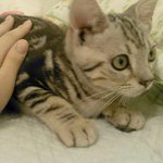 잘자도 너~~무 잘자는 아메리칸 숏헤어 토리