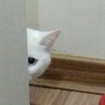 <b>터키</b>쉬앙고라 고양이둘을 분양합니다.