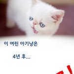 [고슨상이바] 못생긴고양이 <b>이바</b>를 소개합니다.