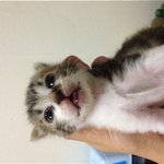 꼬리 너란남자..하..  <b>주</b>의, <b>사진</b>이 많습니다.