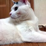 [냥판] 대두김용배의 주말의 마법