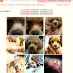 강아지를 잃어버린 미소<b>맘님</b>께 가족인 미소를 찾아주세요..