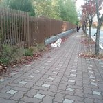 제발 강아지 버리지 마세요!!