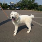 그레이트피레니즈다커버린산마이10탄!!!