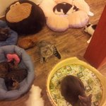 사진有)우리집톰과제리-3(+동영상)