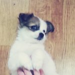 여우? 강아지? <b>복실</b>이 멍멍^0^♪