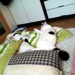 [냥판] 대두김용배씨의 어쩌면 우리는…