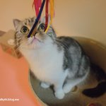 유봉이네 매거진 10월호(유봉.앙즈.퐁즈판)