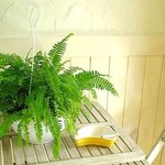 욕실에 <b>식물</b> 두면 좋은 것 같네요~ 인테리어 효과도 있고^^!