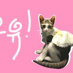 구조냥이 우유    ( = ㅅ = )  2