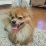 [홍제동/연희동] 갈색 <b>포메</b> 주인찾습니다 **주인찾았습니다**