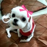 2탄)사진有_우리집 재간둥이 랑이~*