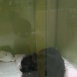 반달이를 기억하시나요??