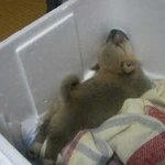 귀여운 <b>포즈</b>로 떡실신 된 동물들