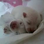 화이트 포메라니안 <b>도도</b>와 함께한 1년